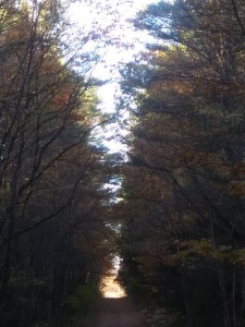 Dirt road - dark